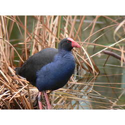 A Purple Swamphen standing amongst reeds in shallow water.