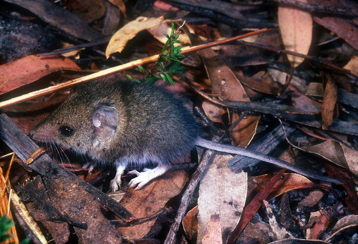 A White-footed Dunnart on leaf litter.
