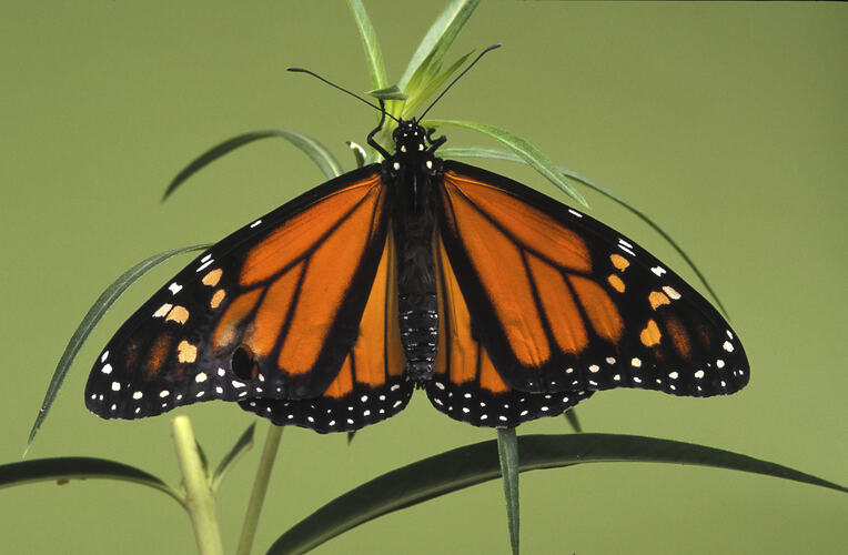 A Wanderer butterfly clinging to a plant stem.