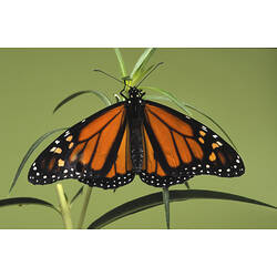 A Wanderer butterfly clinging to a plant stem.