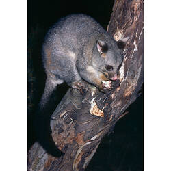 A Common Brush-tailed Possum on a tree branch holding food in its paws.