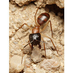 A Sugar Ant on rocky rubble.