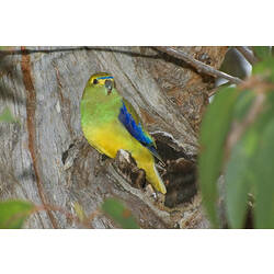 A Blue-winged Parrot perched on the side of a tree trunk.