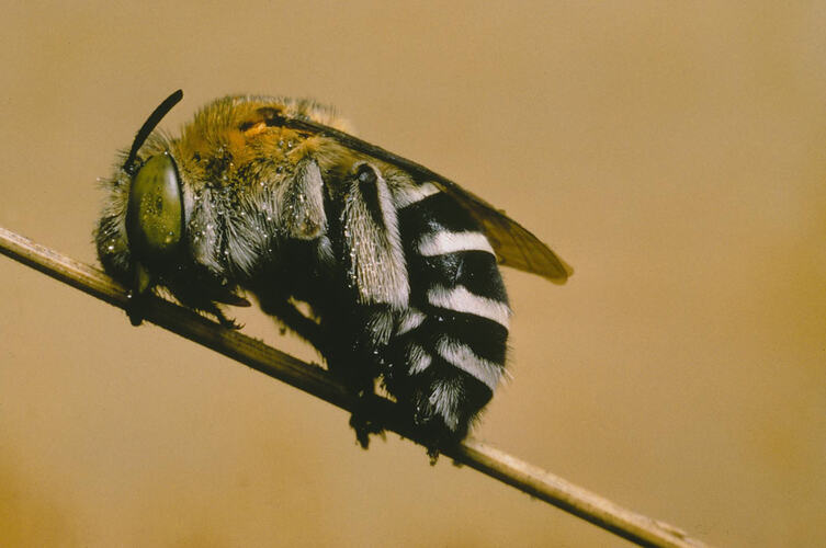 A Blue-banded Bee on a plant stem.