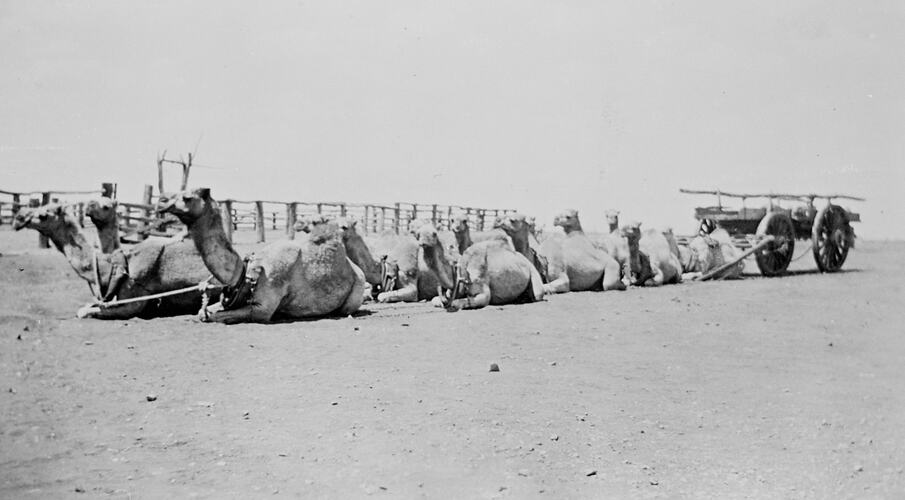Camel Train Resting, Warrawagine, Western Australia, circa 1938