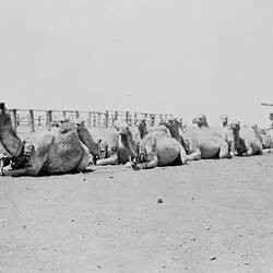 Negative - Camel Train Resting, Warrawagine, Western Australia, circa 1938