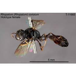 Wasp specimen, female, lateral view.