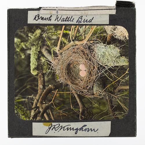 Lantern Slide - Brush Wattle Bird, Nest & Eggs, 1920-1940