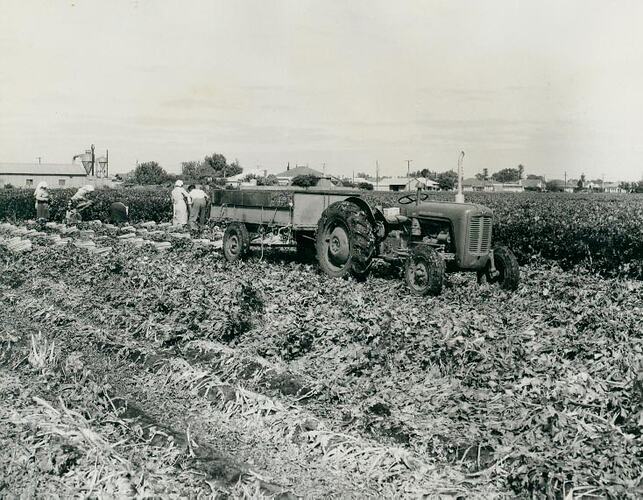 A tractor and an attached trailer in celery field with farm workers picking crop.
