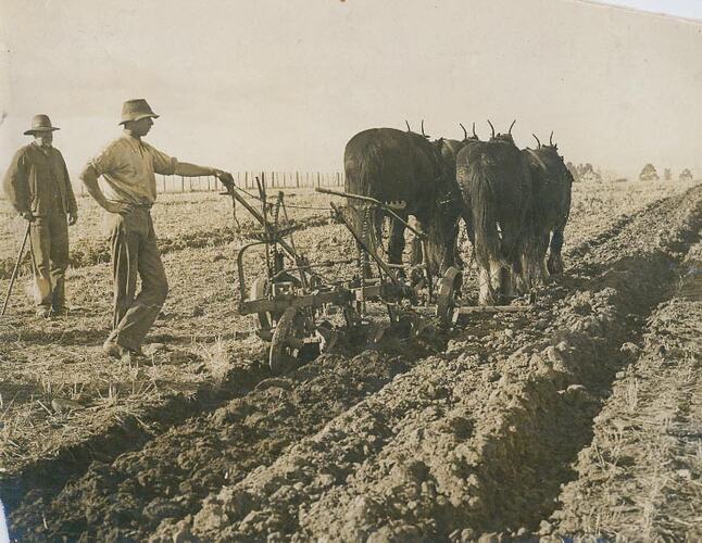 2 men ploughing a field with a four horse drawn mouldboard plough.