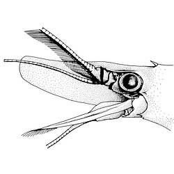 Black and white illustration of Blade-fronted Shrimp head.