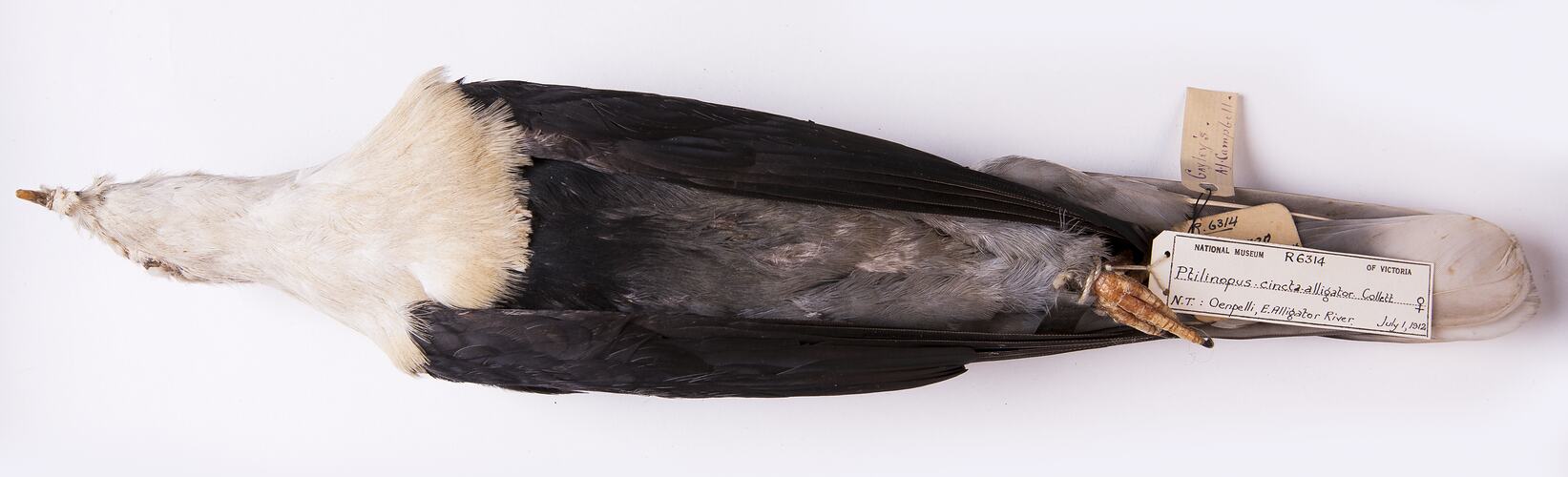 Dry bird skin specimen with labels.