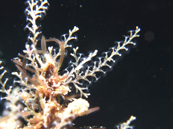 Detail of hydroid colony in dark water.
