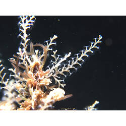 Detail of hydroid colony in dark water.