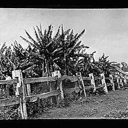 Glass Negative - Banana Plantation, by A.J. Campbell, Australia, circa 1900