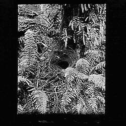 Glass Negative - Lyrebird Nest, by A.J. Campbell, Victoria, circa 1895