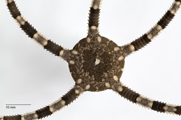 Dorsal view of brown and white brittle star with round central disc.