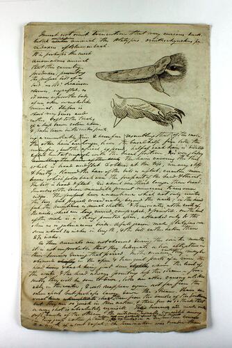 Old manuscript describing a platypus