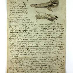 Old manuscript describing a platypus