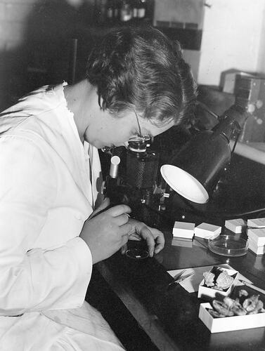 Photograph - Hope Macpherson working in Museum looking at slide through microscope (damaged)