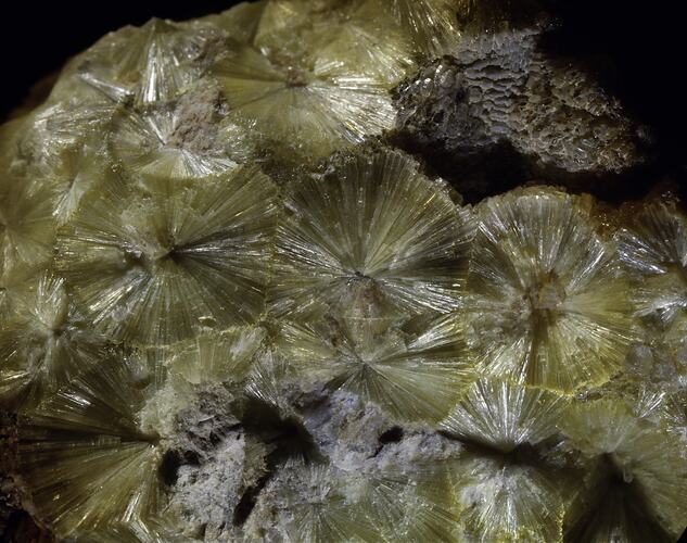 Round radial plates of yellow-cream mineral.