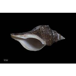 Dark brown marine snail shell with white-rimmed aperture.