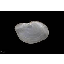 Interior of white, wavy bivalve shell with scale bar.