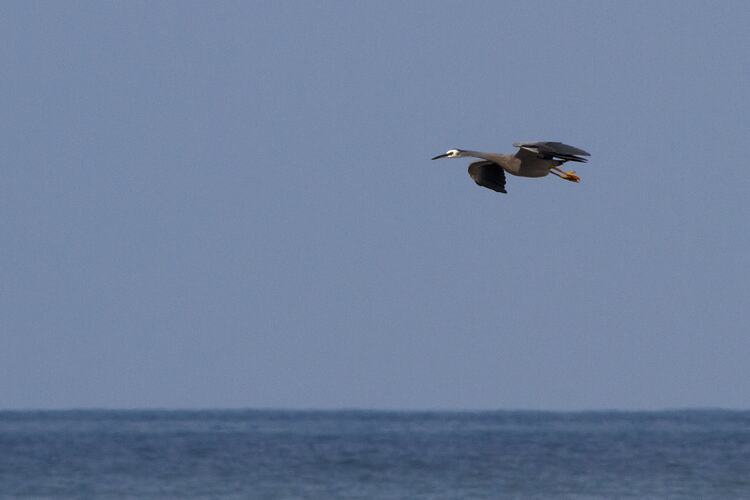 Grey bird in flight above water.