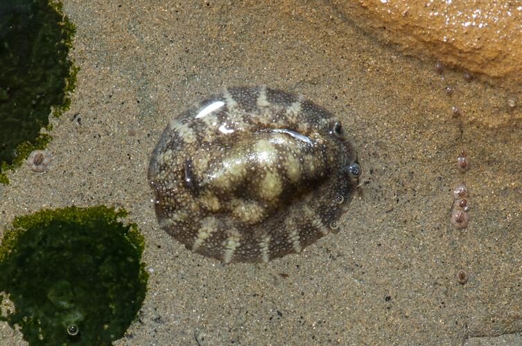 Grey and pale, rounded sea slug on sand.