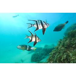 <em>Enoplosus armatus</em>, Old Wife. Popes Eye, Port Phillip, Victoria.