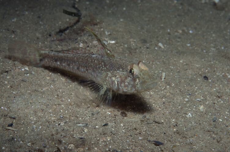 <em>Nesogobius pulchellus</em>, goby. St Leonard's Jetty, Port Phillip, Victoria.