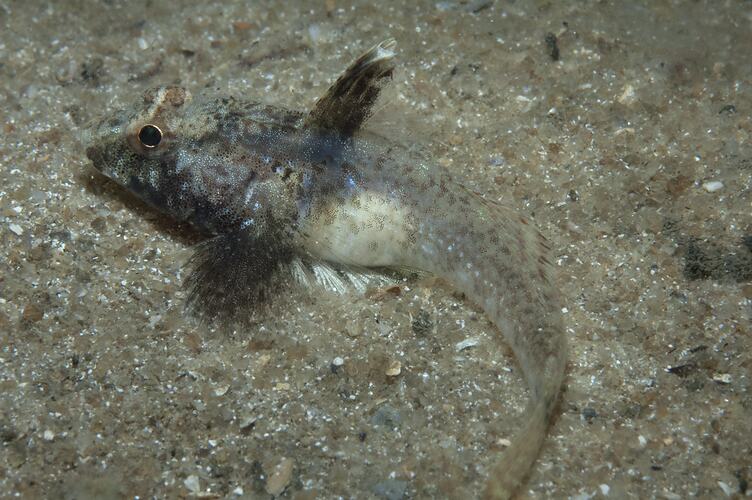 <em>Nesogobius pulchellus</em>, Sailfin Goby. St Leonard's Jetty, Port Phillip, Victoria.