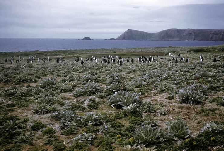 Gentoo Penguins on Pleurophyllum, Handspike Point, Macquarie Island, Tasmania, Dec 1959