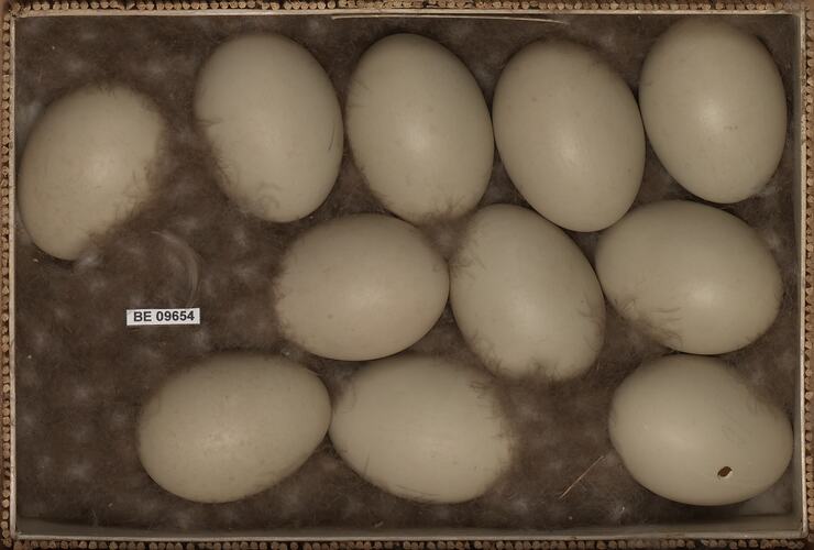 Eleven bird eggs with specimen labels in box.