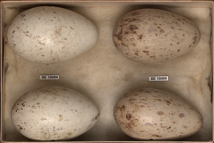Four bird eggs with specimen labels in box.