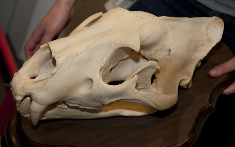 Lion skull mounted on a wall mount.