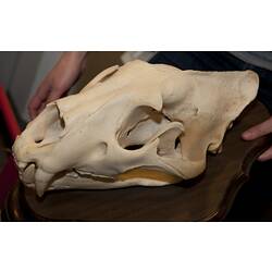 Lion skull mounted on a wall mount.