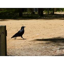 An Australian Raven walking across bare ground.
