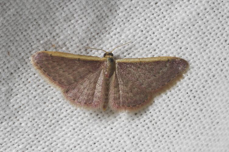 <em>Idaea costaria</em>, Geometrid moth. Grampians National Park, Victoria.