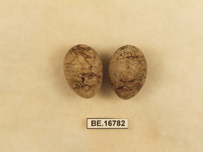 Two bird eggs with specimen label.