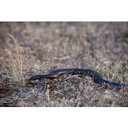 <em>Pseudechis porphyriacus</em>, Red-bellied Black Snake. Grampians National Park, Victoria.