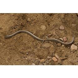 Brown, striped, snake-like lizard on soil.