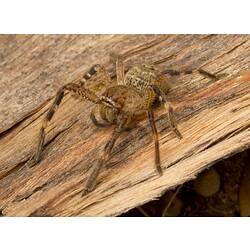 Brown spider with banded legs on bark.
