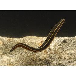 Black leech with yellow stripes in water.