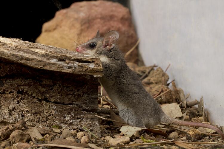 Eastern Pygmy-possum.