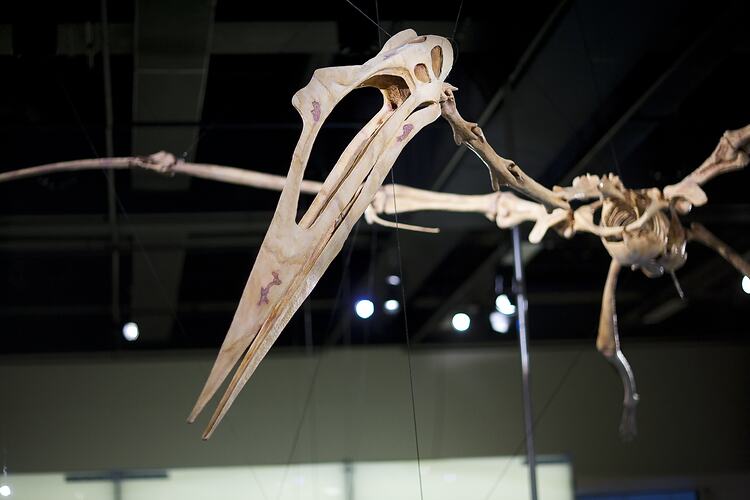 Large pterosaur hanging from museum gallery ceiling.