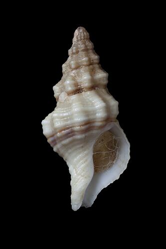 <em>Microcolus dunkeri</em>, spindle shell, shell.  Registration no. F 179273.