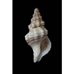 <em>Microcolus dunkeri</em>, spindle shell, shell.  Registration no. F 179273.