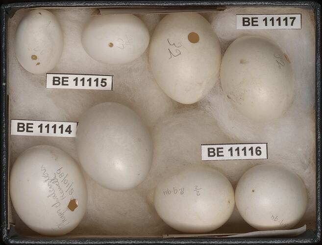 Eight bird eggs with specimen labels in box.