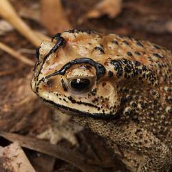 Face of brown, black-spotted toad.